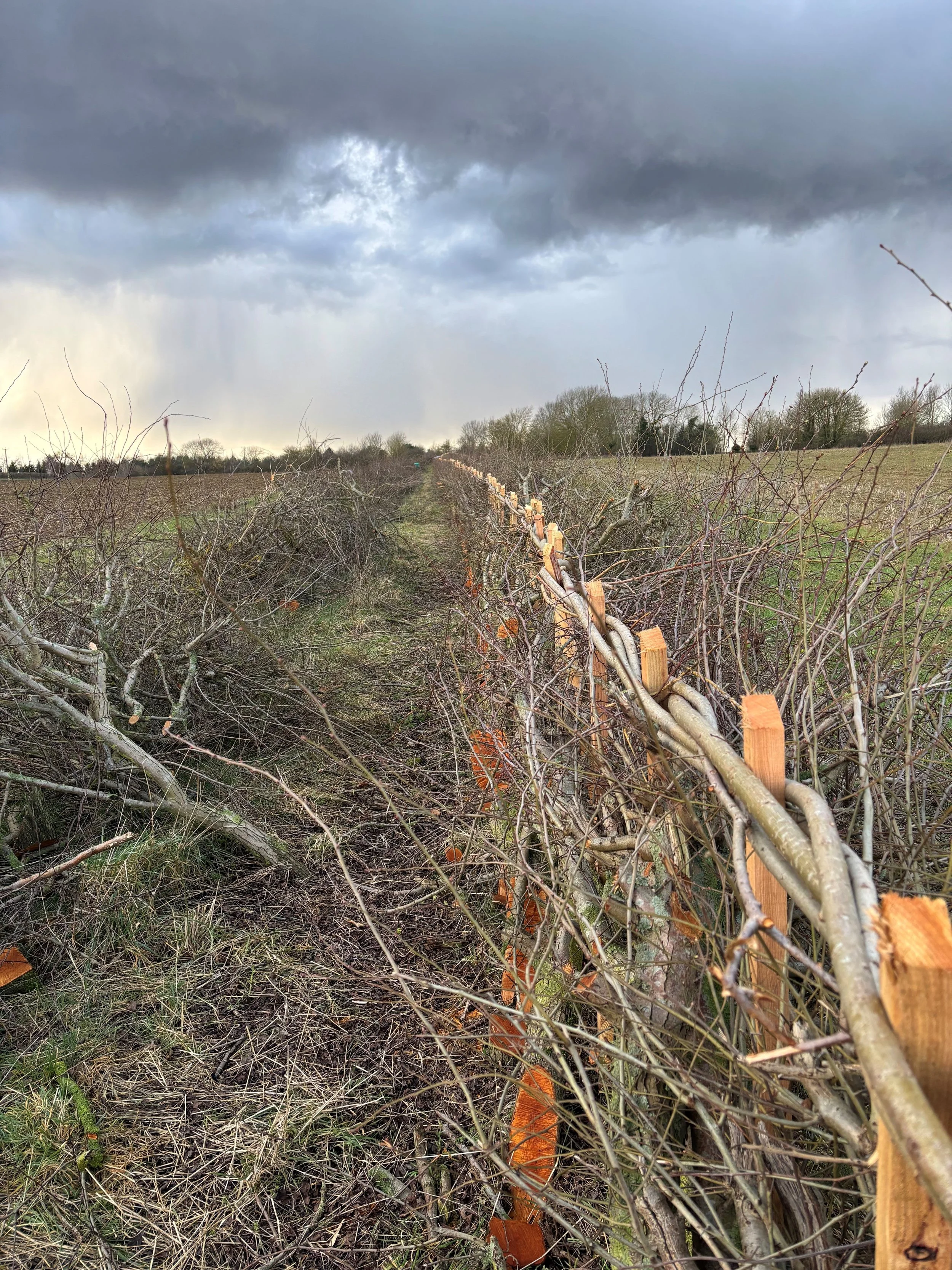 A newly laid hedge on an overcast day with dark storm clouds.