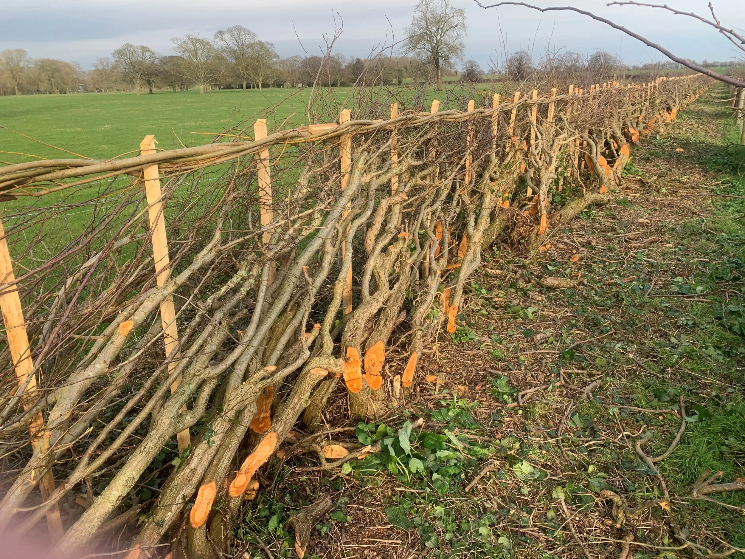 A laid hedge, in a rural landscape with green fields and leafless trees in the background.