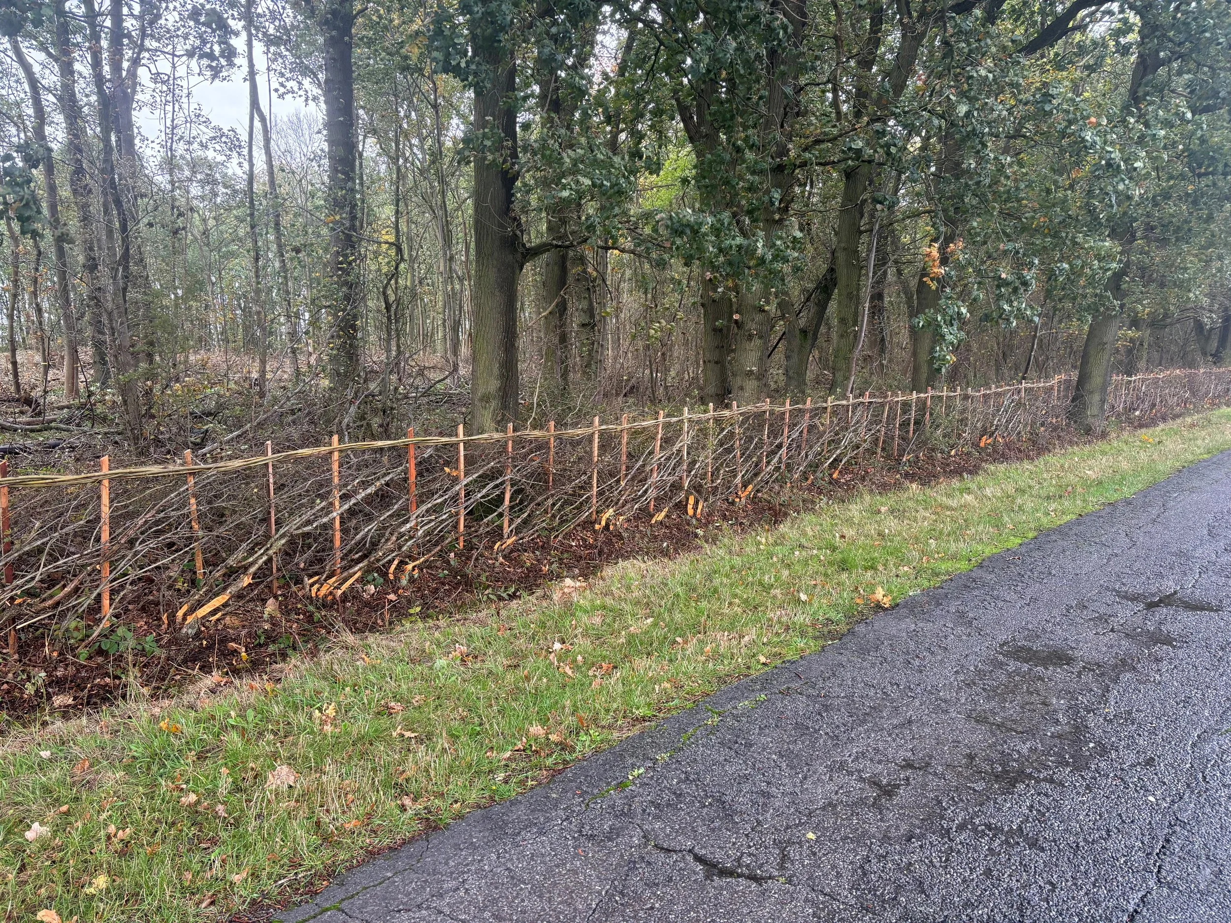 A woodland edge with a freshly laid hedge in midland style forming the boundary. The ground is covered with grass and leaves,..