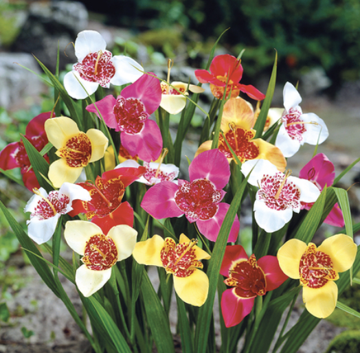 Capture d’écran 2026-02-01 à 20.03.05.png