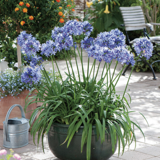 Capture d’écran 2026-02-01 à 20.03.25.png