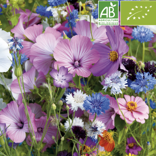 Fleurs et décoration