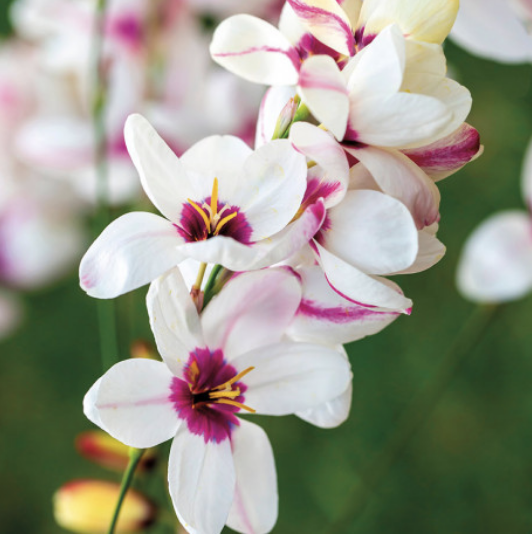 Capture d’écran 2026-02-01 à 20.02.30.png