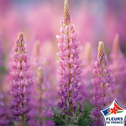 Capture d’écran 2026-02-01 à 20.02.36.png