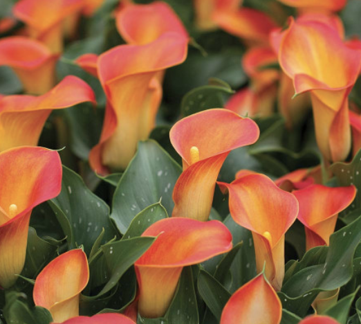 Capture d’écran 2026-02-01 à 20.02.46.png