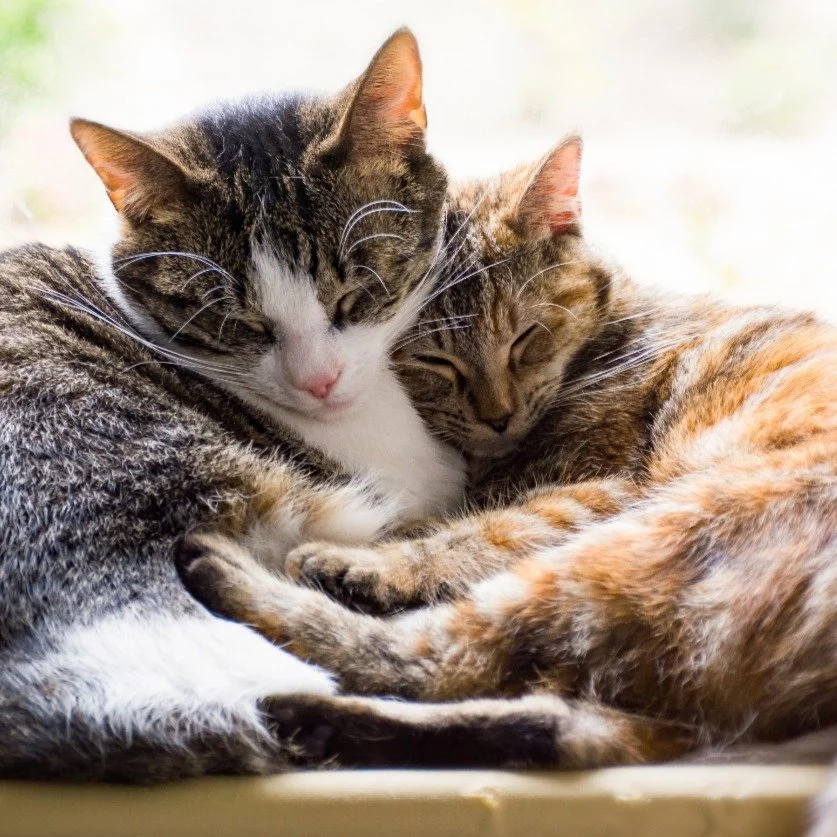 Har du n&aring;gon g&aring;ng &auml;lskat ett s&auml;llskapsdjur, k&auml;nt f&ouml;rundran inf&ouml;r ett vilt djur eller burit ett livsl&aring;ngt engagemang f&ouml;r en art? D&aring; vet du ocks&aring; att emotionella band inte f&ouml;ljer biologis