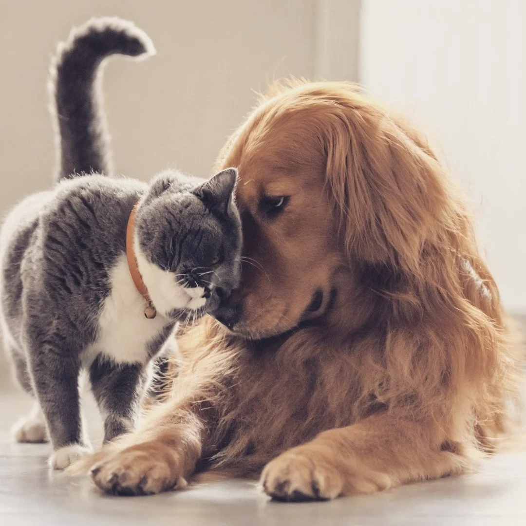 Vissa djur &auml;lskas.
Andra tolereras.
N&aring;gra f&ouml;rdrivs.

Ibland kan samma djur behandlas eller betraktas helt olika beroende p&aring; var i v&auml;rlden en individ befinner sig. Hundar, katter och s&aring; m&aring;nga andra djur m&ouml;te