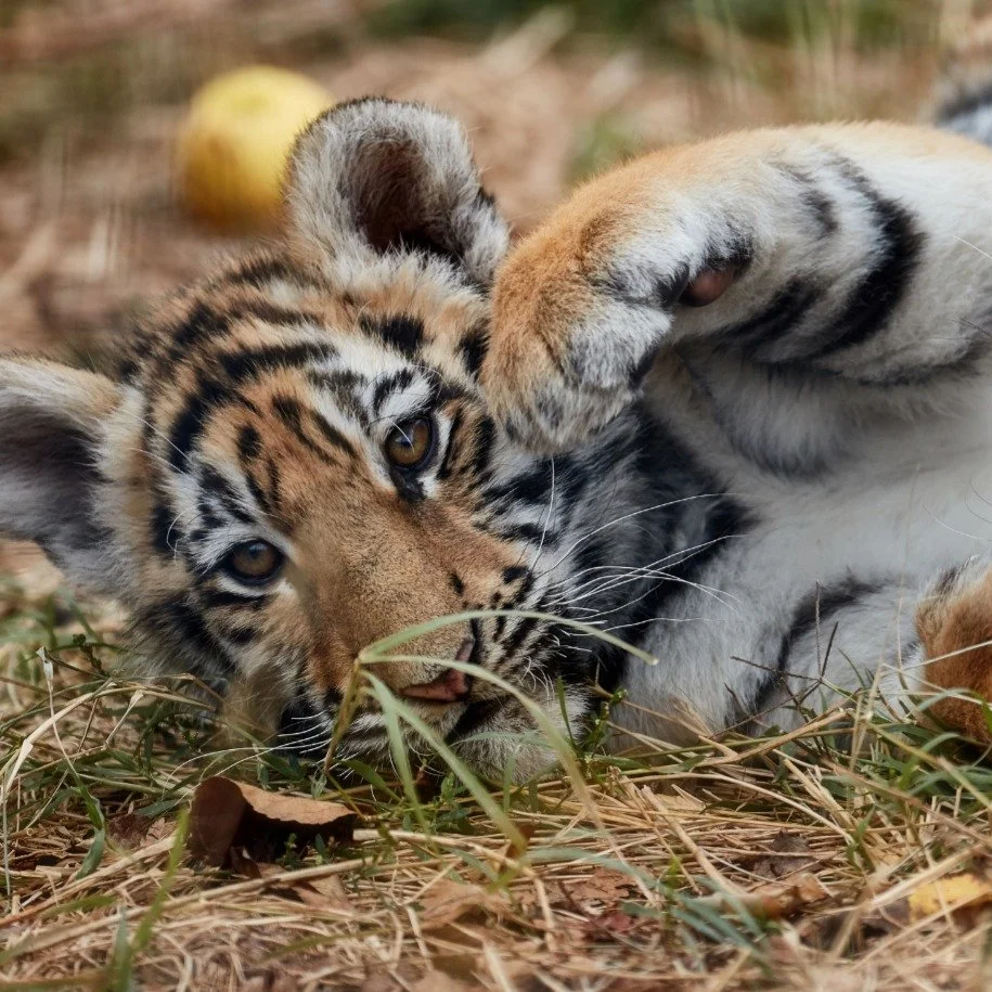 N&auml;r beh&ouml;vde du en andra chans senast? 
Det finns en hel del djur som beh&ouml;ver just precis det, en andra chans. 

Djur som av olika sk&auml;l beh&ouml;ver omplacering, omv&aring;rdnad, ompyssling. Rescue centers i Europa som tar hand om 