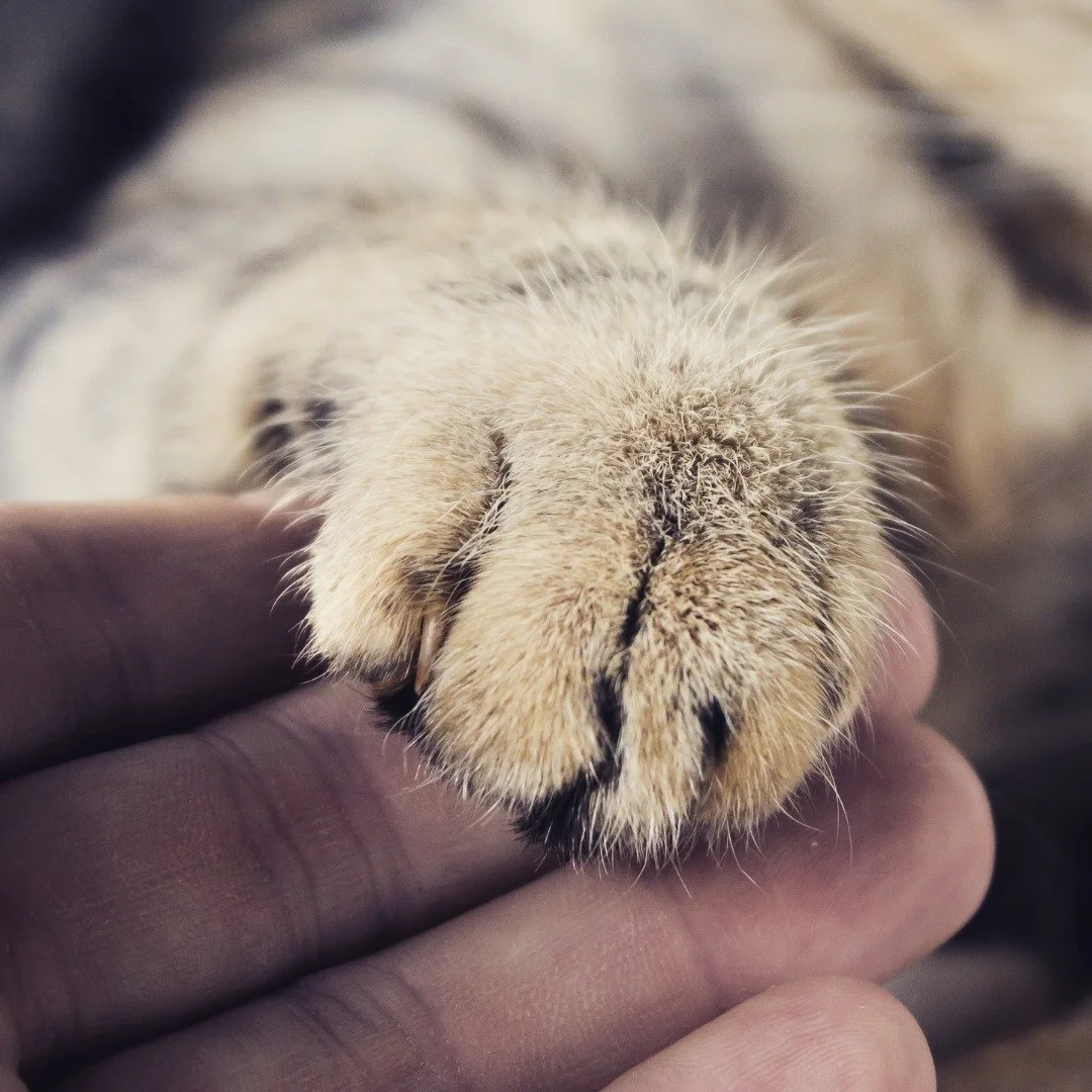 Mjuka tassar som n&aring;r hela v&auml;gen in i hj&auml;rtat ❤️ 

Att h&aring;lla hand b&auml;r flera emotionella lager, utan att s&aring; mycket beh&ouml;ver s&auml;gas. Det skapar en k&auml;nsla av samh&ouml;righet och trygghet, och det finns n&ari