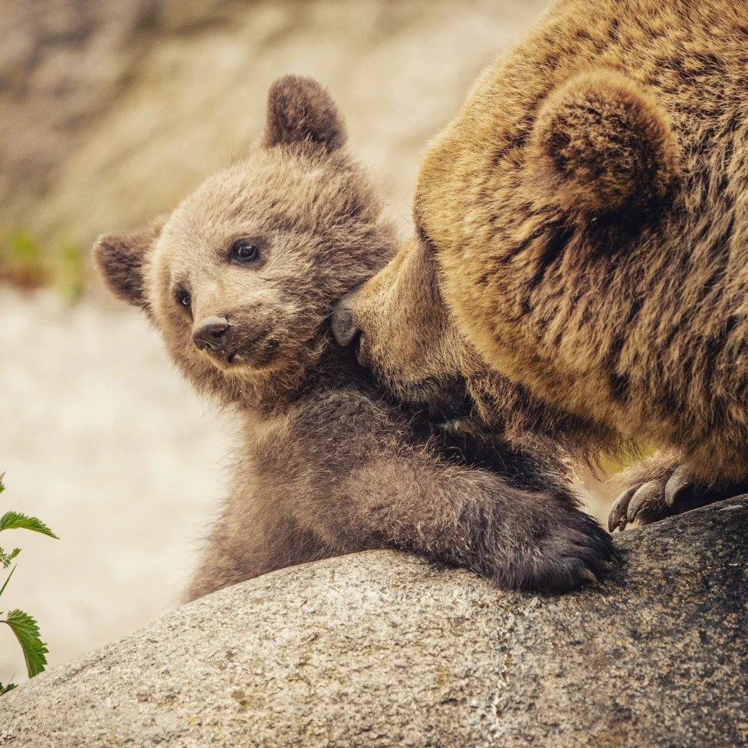 Nu &auml;r det tidig v&aring;r i delar av landet och det &auml;r en intensiv och viktig tid, framf&ouml;rallt f&ouml;r de vilda djuren. N&aring;gra har vaknat, n&aring;gra &auml;r p&aring; g&aring;ng, n&aring;gra ska byta vinterp&auml;lsen mot en som