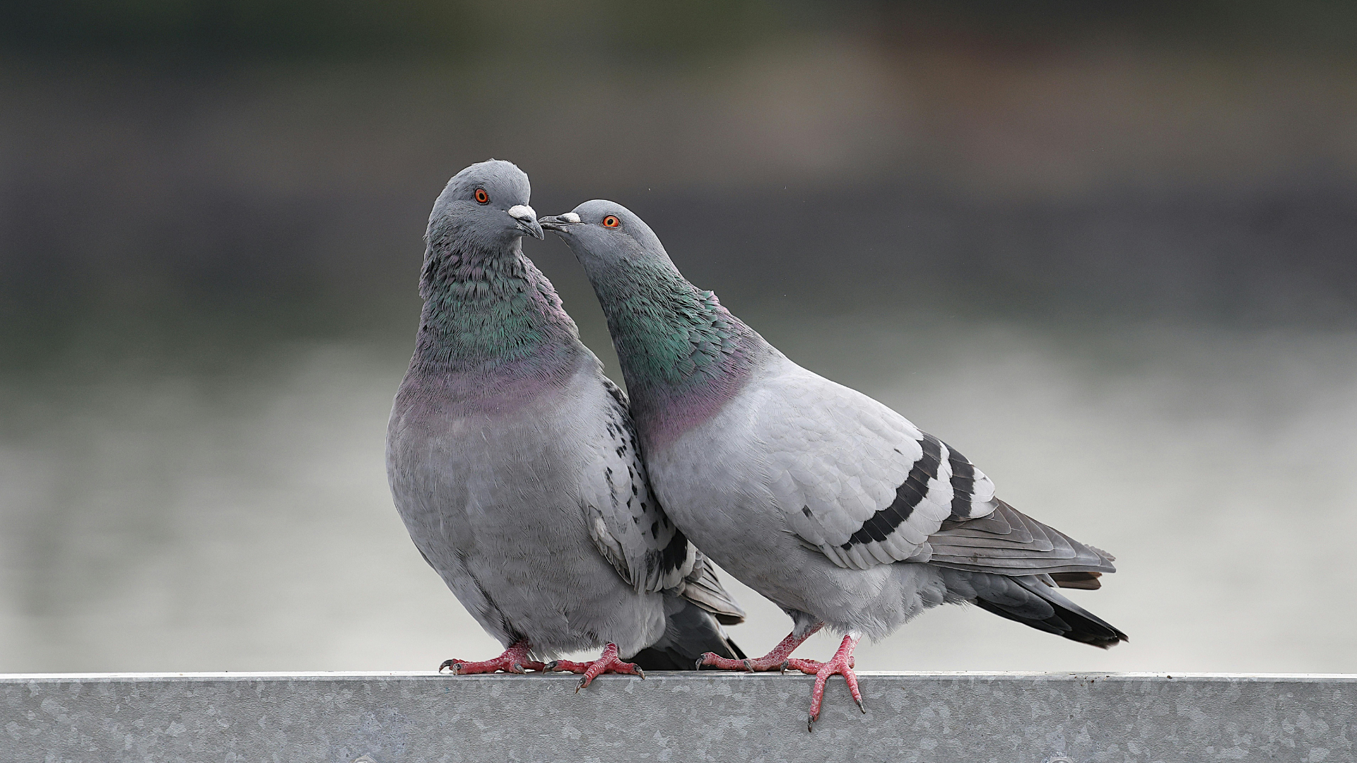 Missförstådda djur – för ökad förståelse över artgränserna