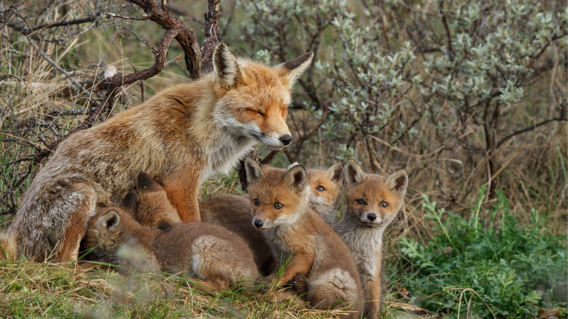 Vilda djur – för fredligare flerartssamhällen