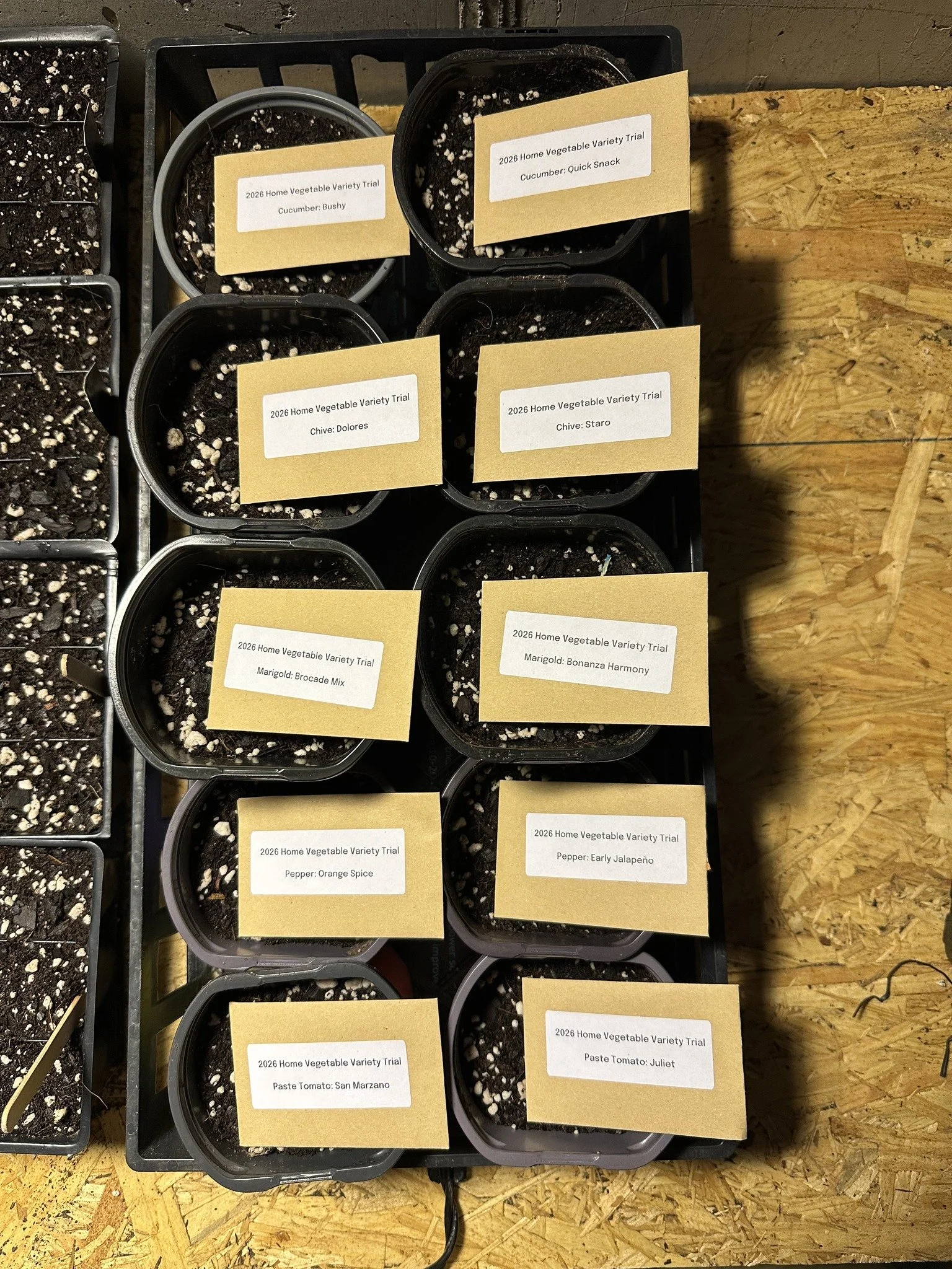 Field Note: Starting the Citizen Science Veggie Trial