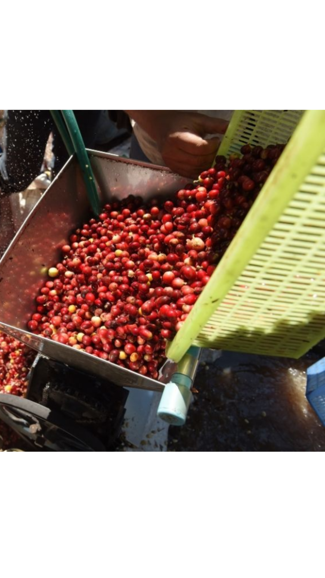 coffee processing