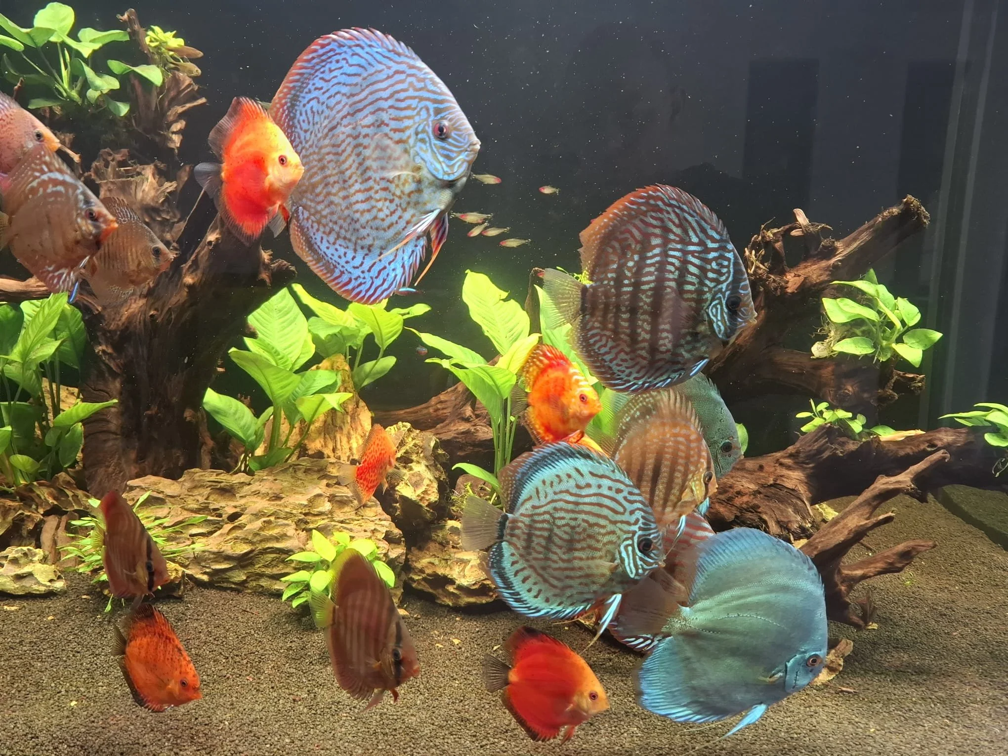 Discus Tank 1000L