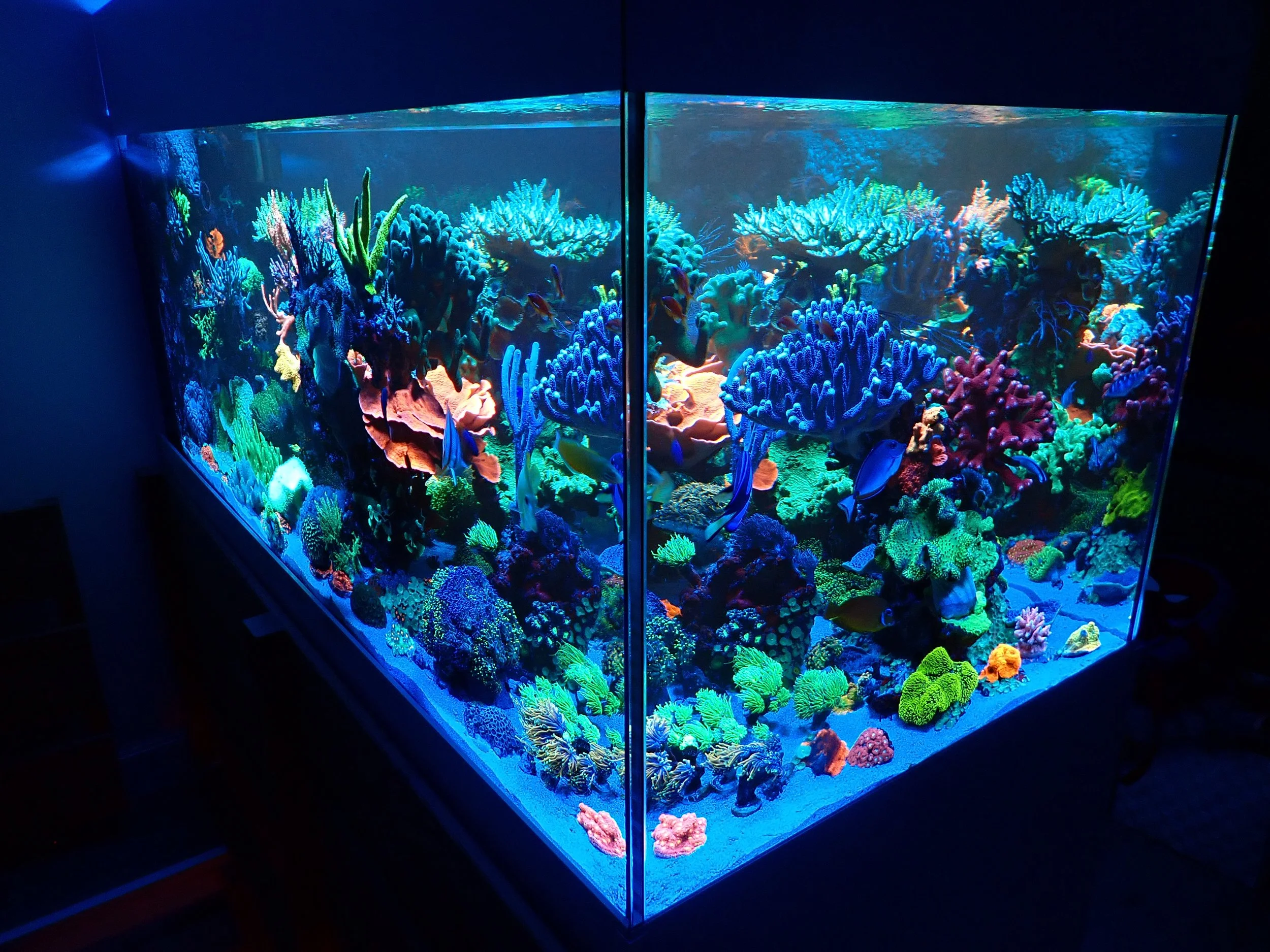 ReeF Tank 1300L