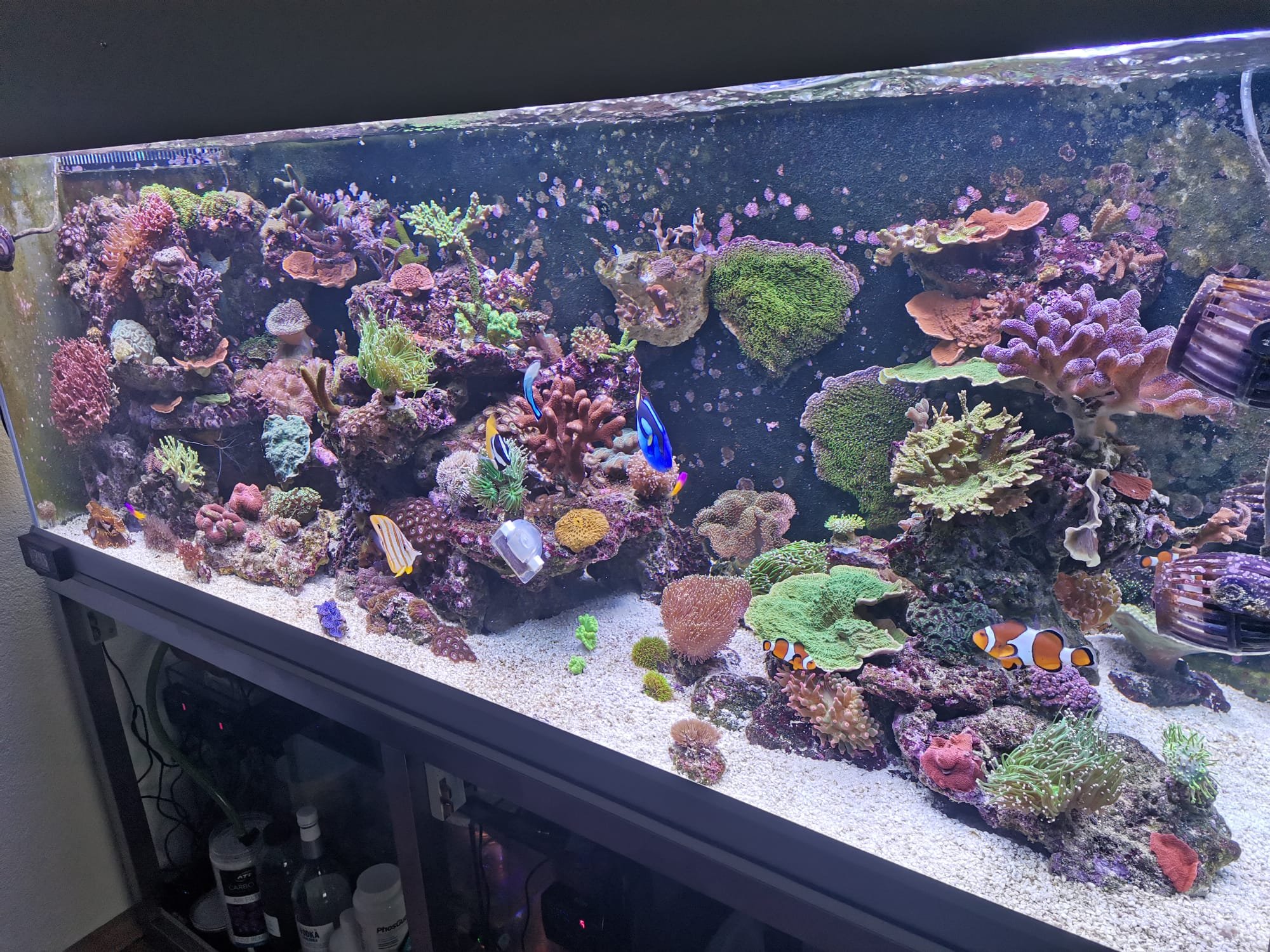Reef Tank 600L