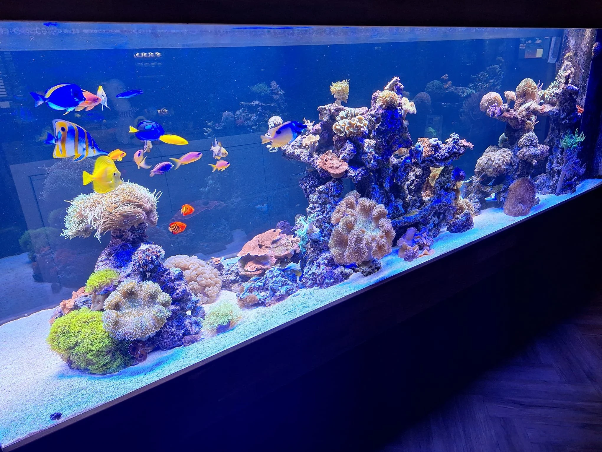 Reef Tank 3000L