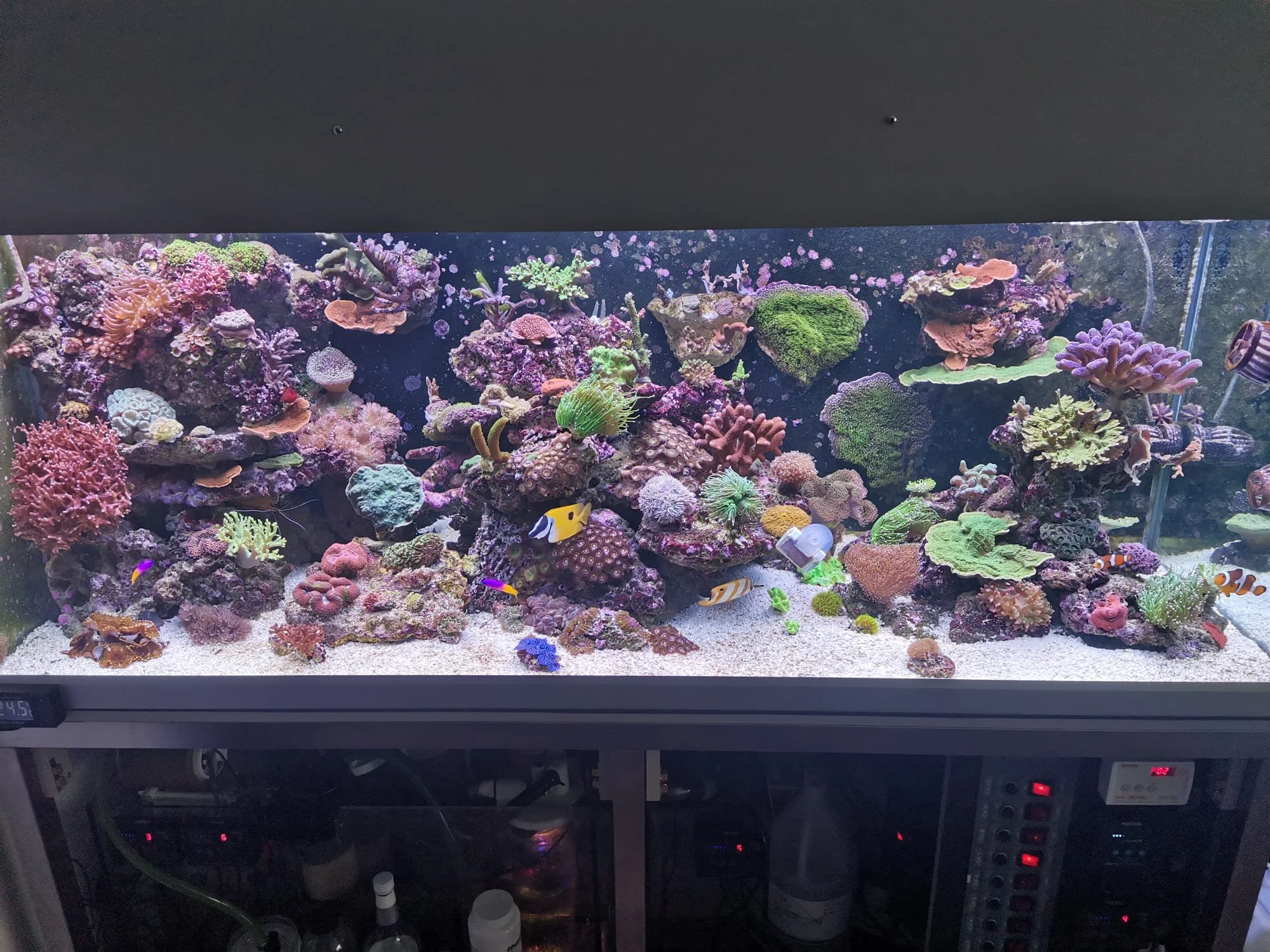 Reef Tank 600L