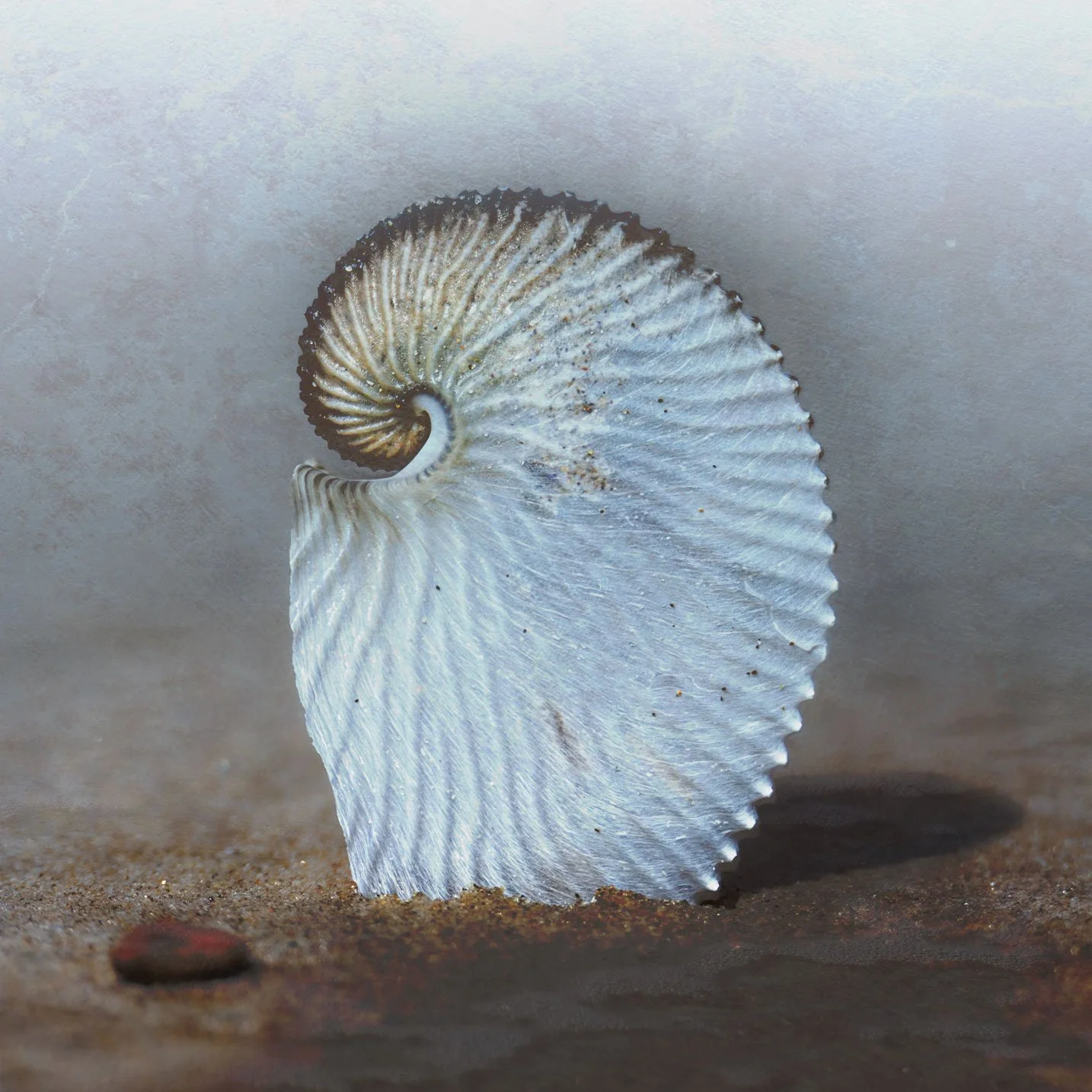 435A9075-1-Nautilus-2026-Susanne-Uetz.jpg