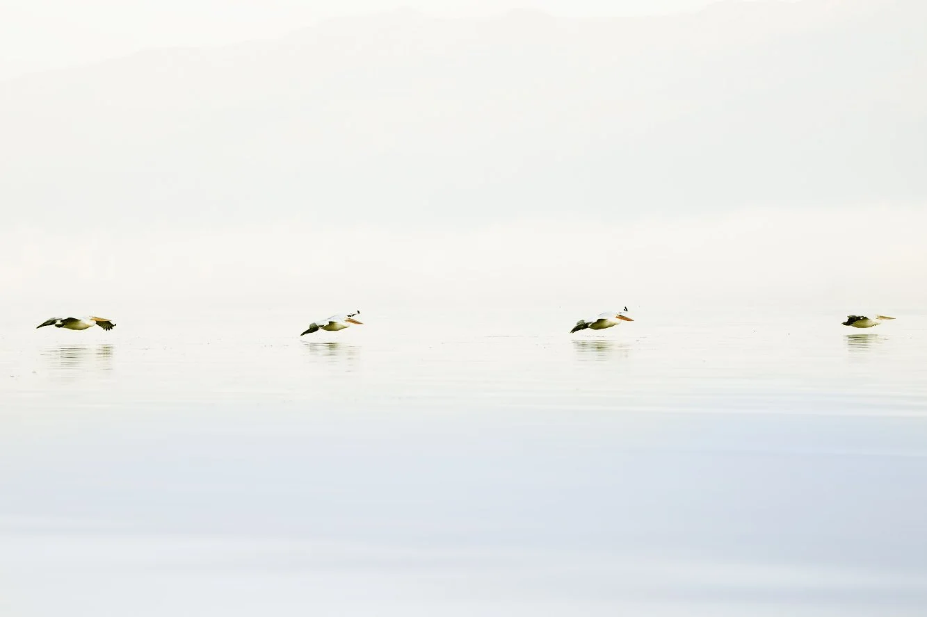 4 pelicans low flight 96dpi 435A0561-1.jpg