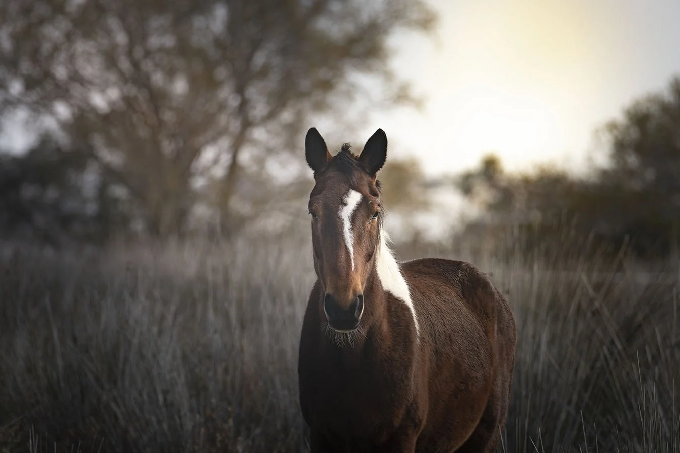 horse 435A0521-1.jpg