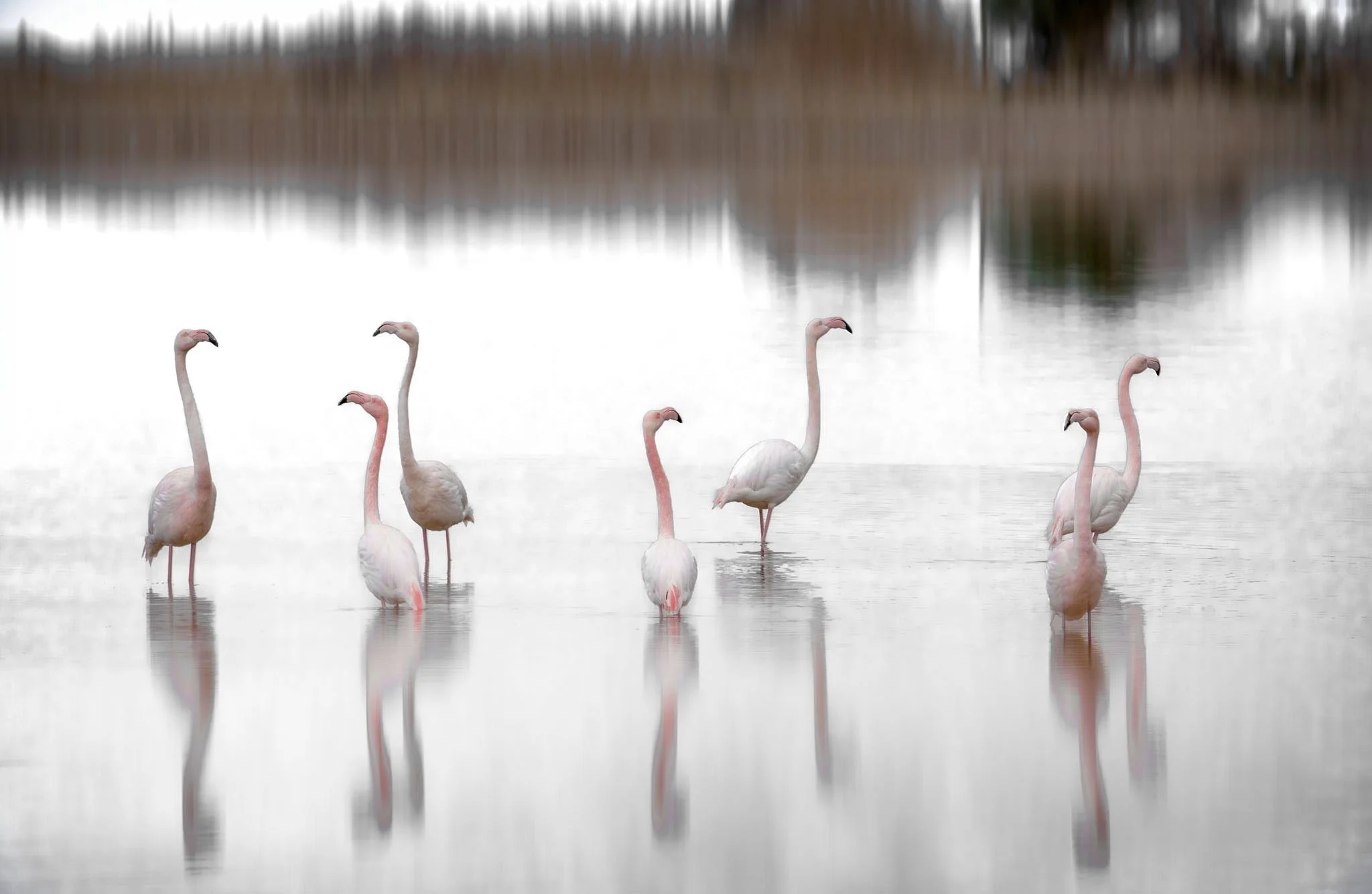 Flamingo-fine-art-435A5897-1-Susanne-Uetz.jpg