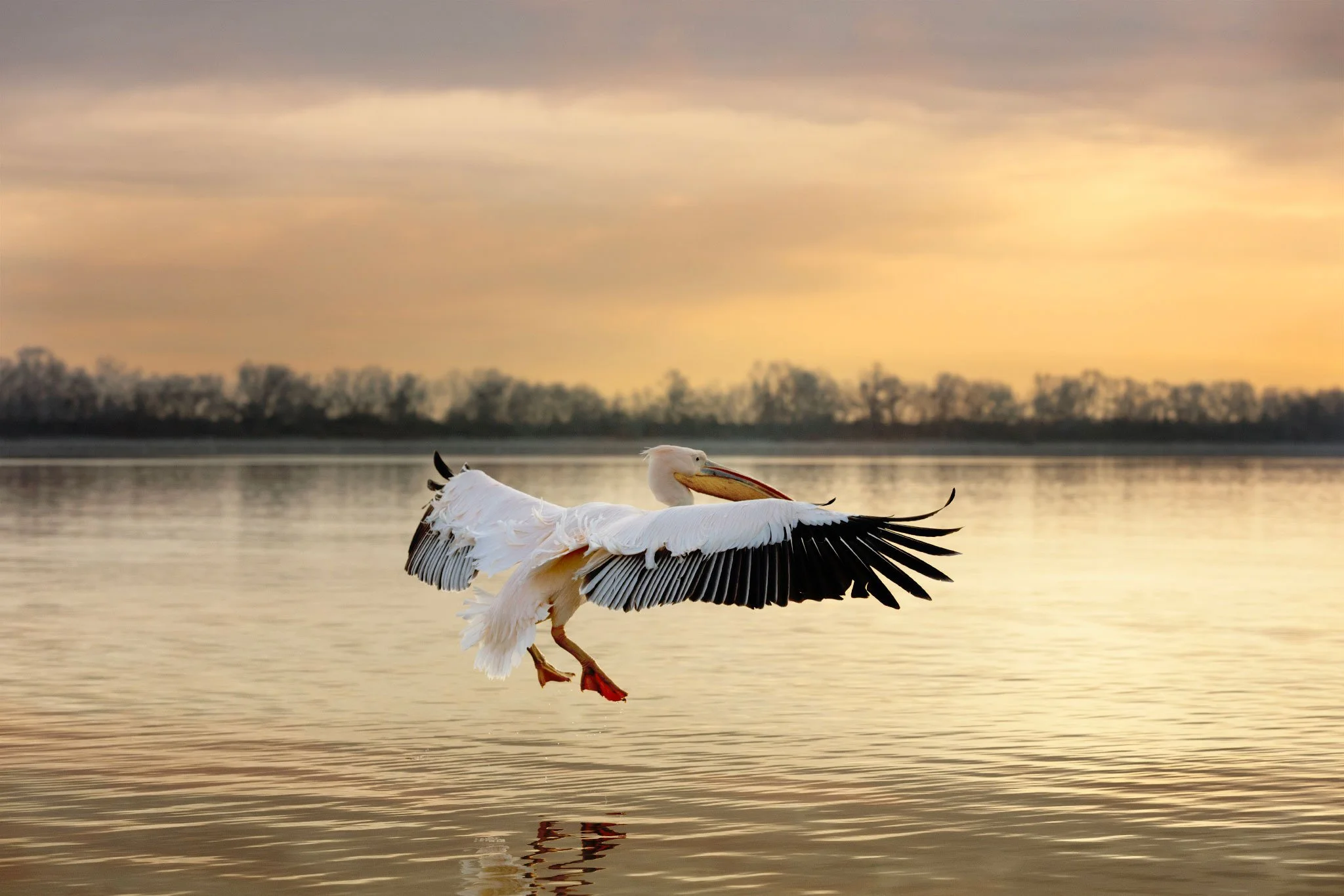 435A0790-1-Pelican-open-wings-Susanne-Uetz.jpg