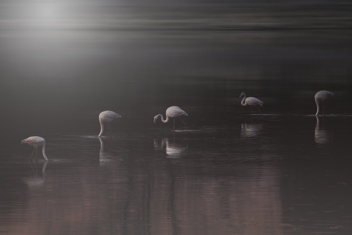 IMG_8634-1 Flamingos in dark red 96dpi environment kerkini.jpg