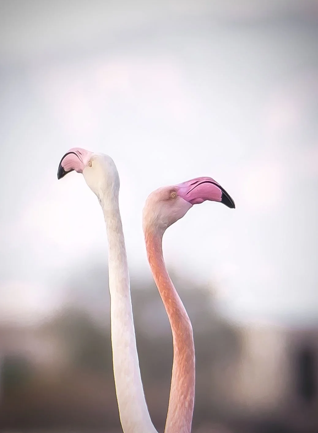 Flamingos heads 435A0016-1.jpg