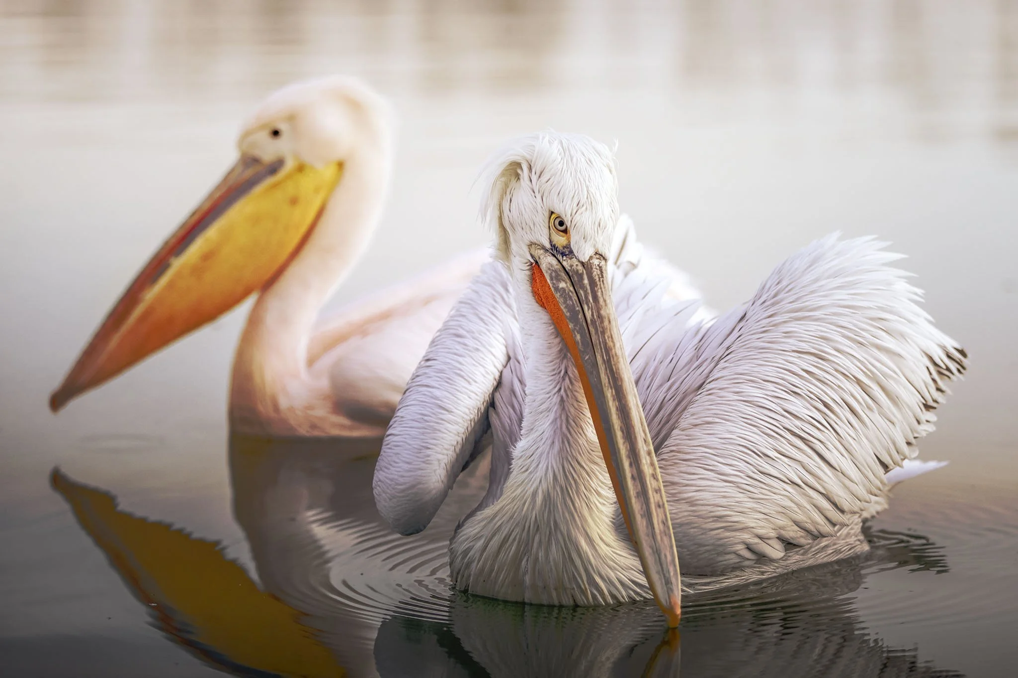 A great white pelican and a dalmatian pelican swimming in calm water, with one looking directly at the camera.