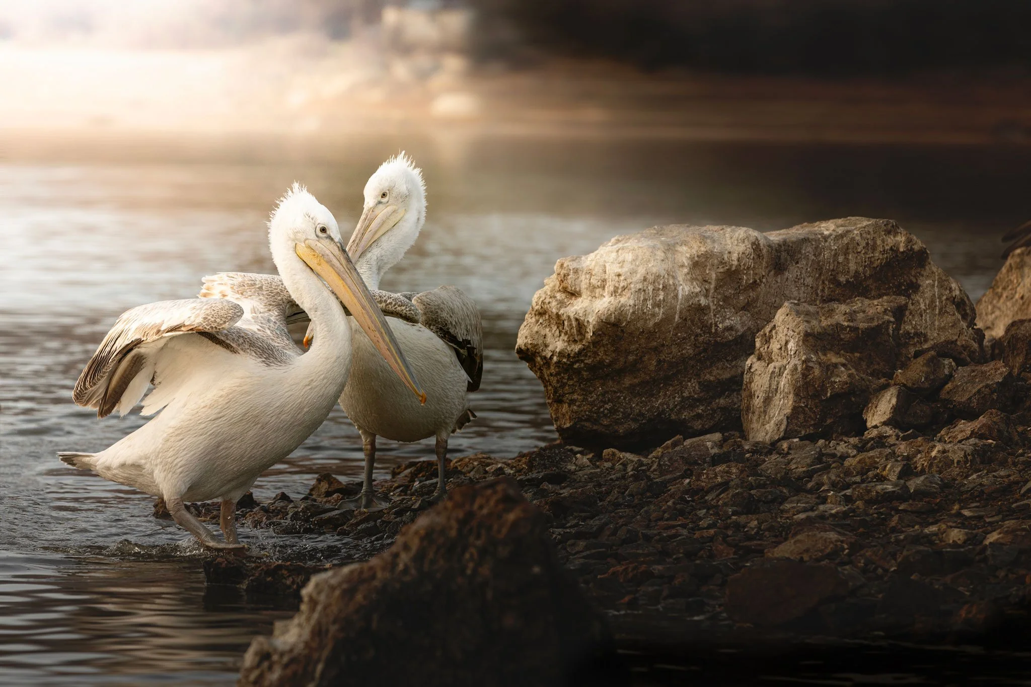 435A0899-1-Pelican-couple-Kerkini-Susanne-Uetz.jpg