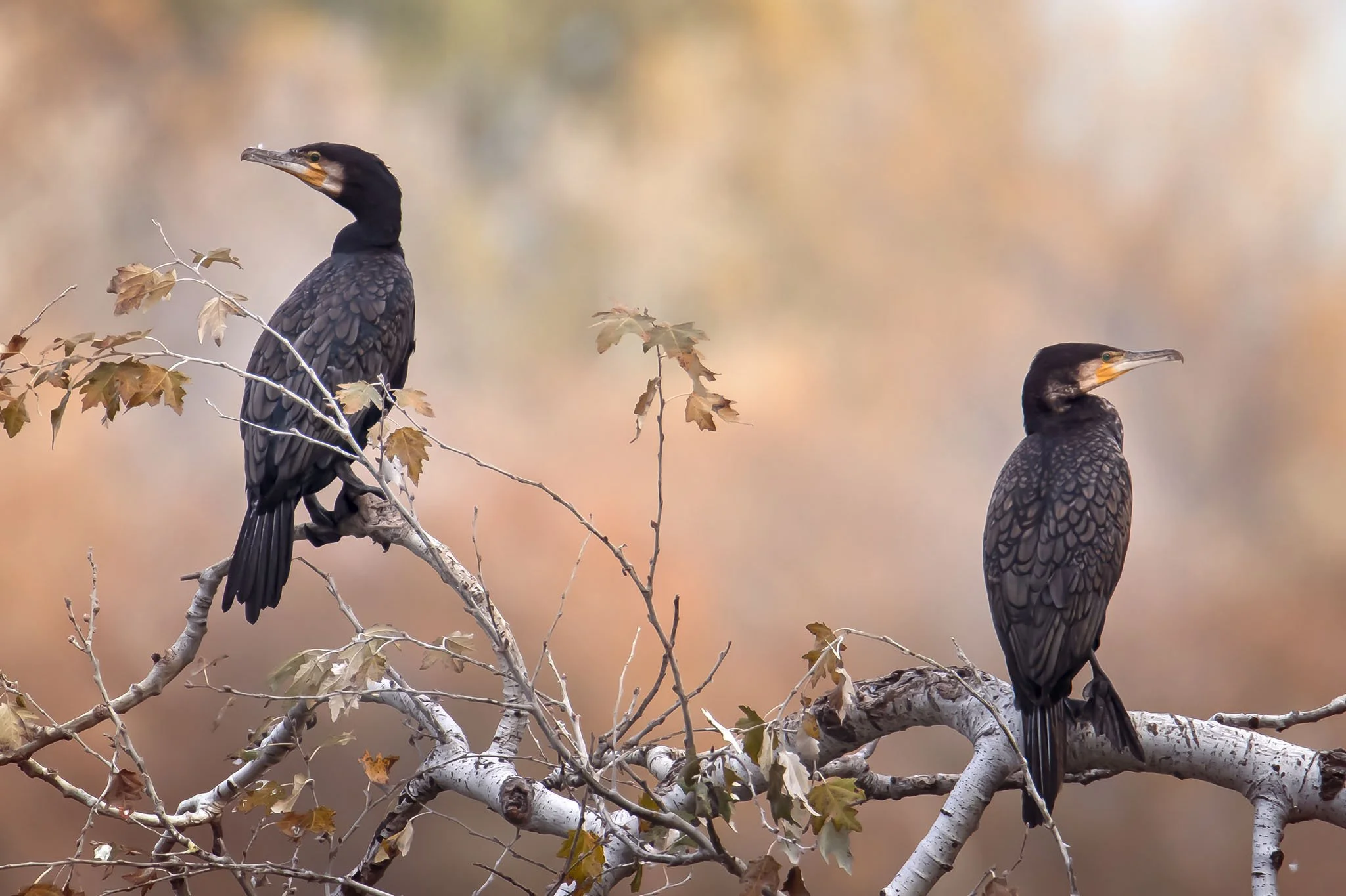 Kormoranoi anatoli dysi 96dpi IMG_8983-1.jpg