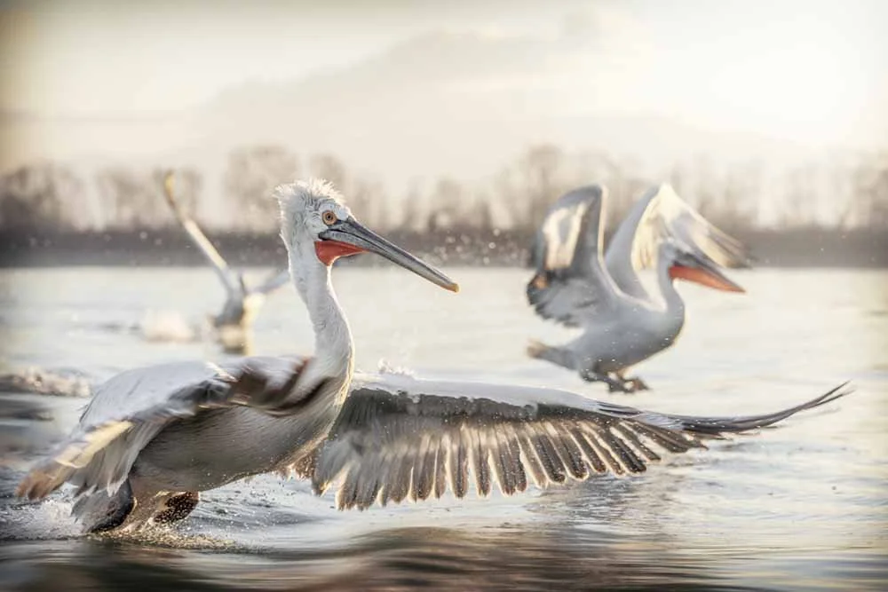 Happy landings 1000x 72dpi 435A0693-1.jpg