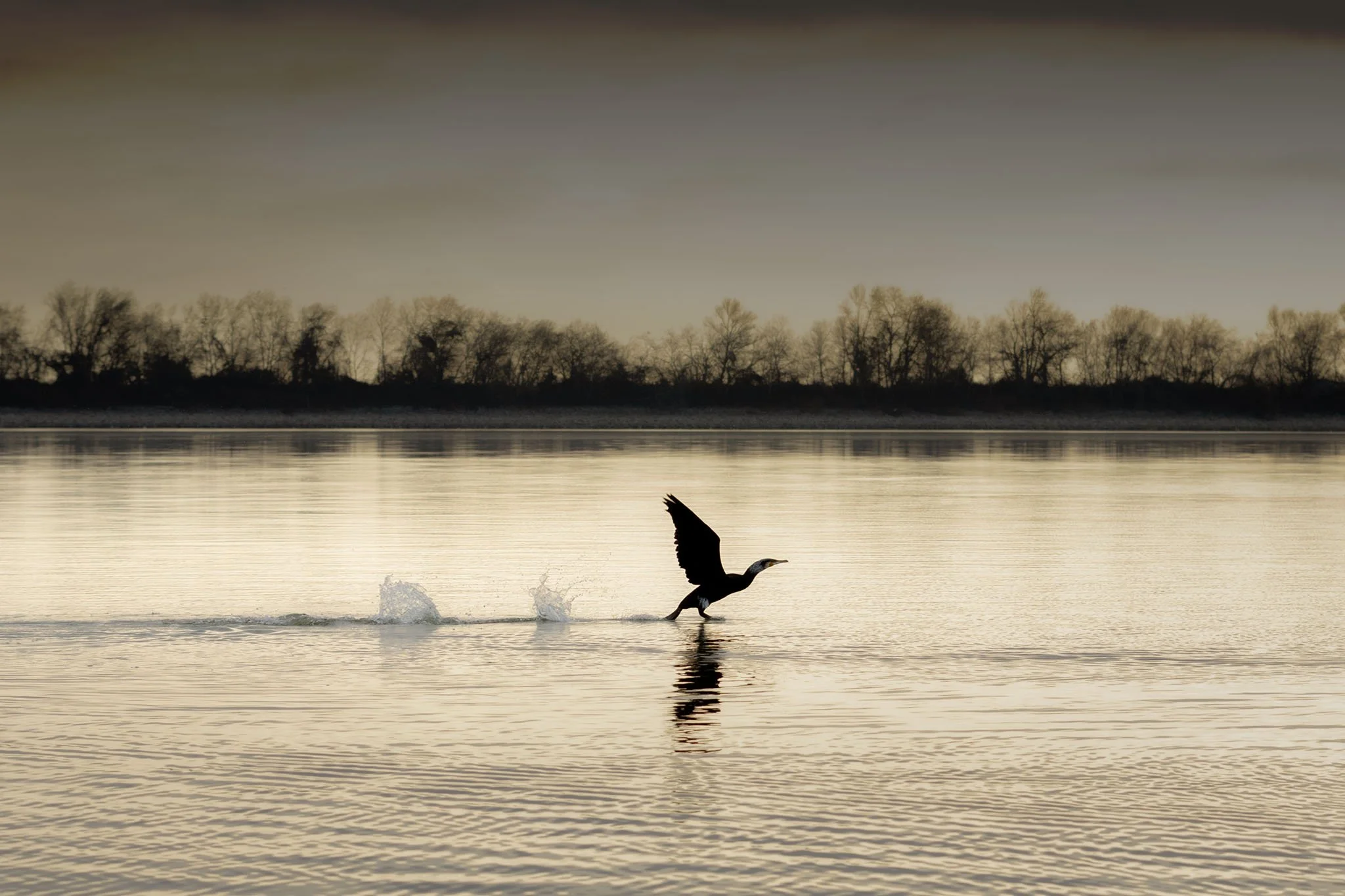 435A0918-1 kormoranos apogeiwsi 2024.jpg