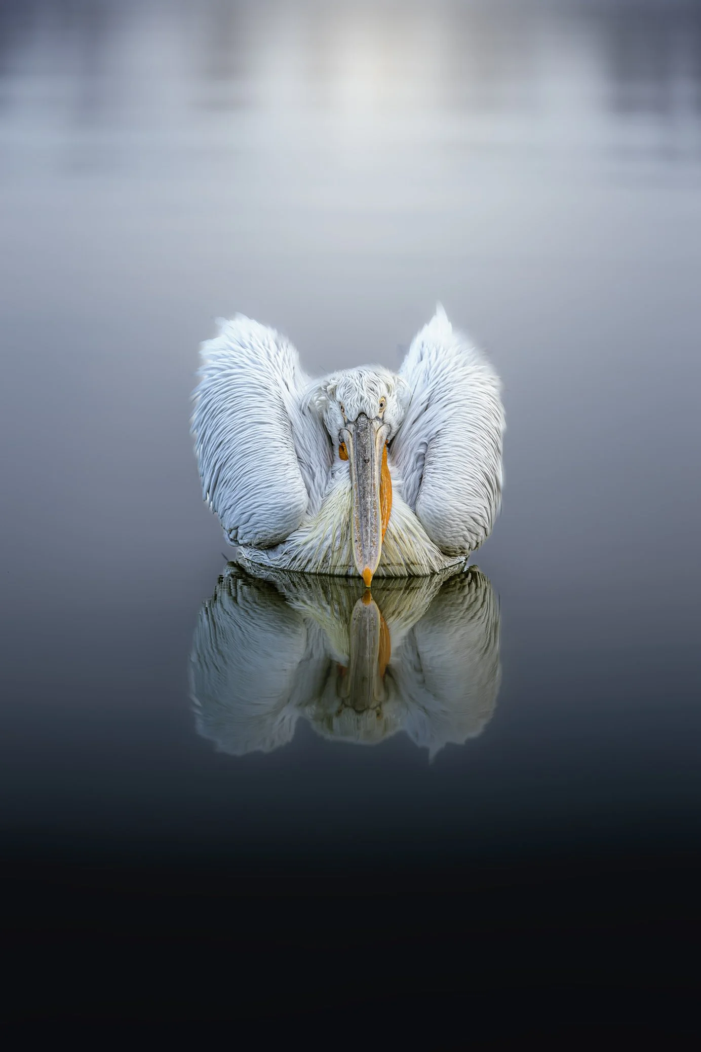 435A1030-1 Pelican reflection dark gradient blur.jpg