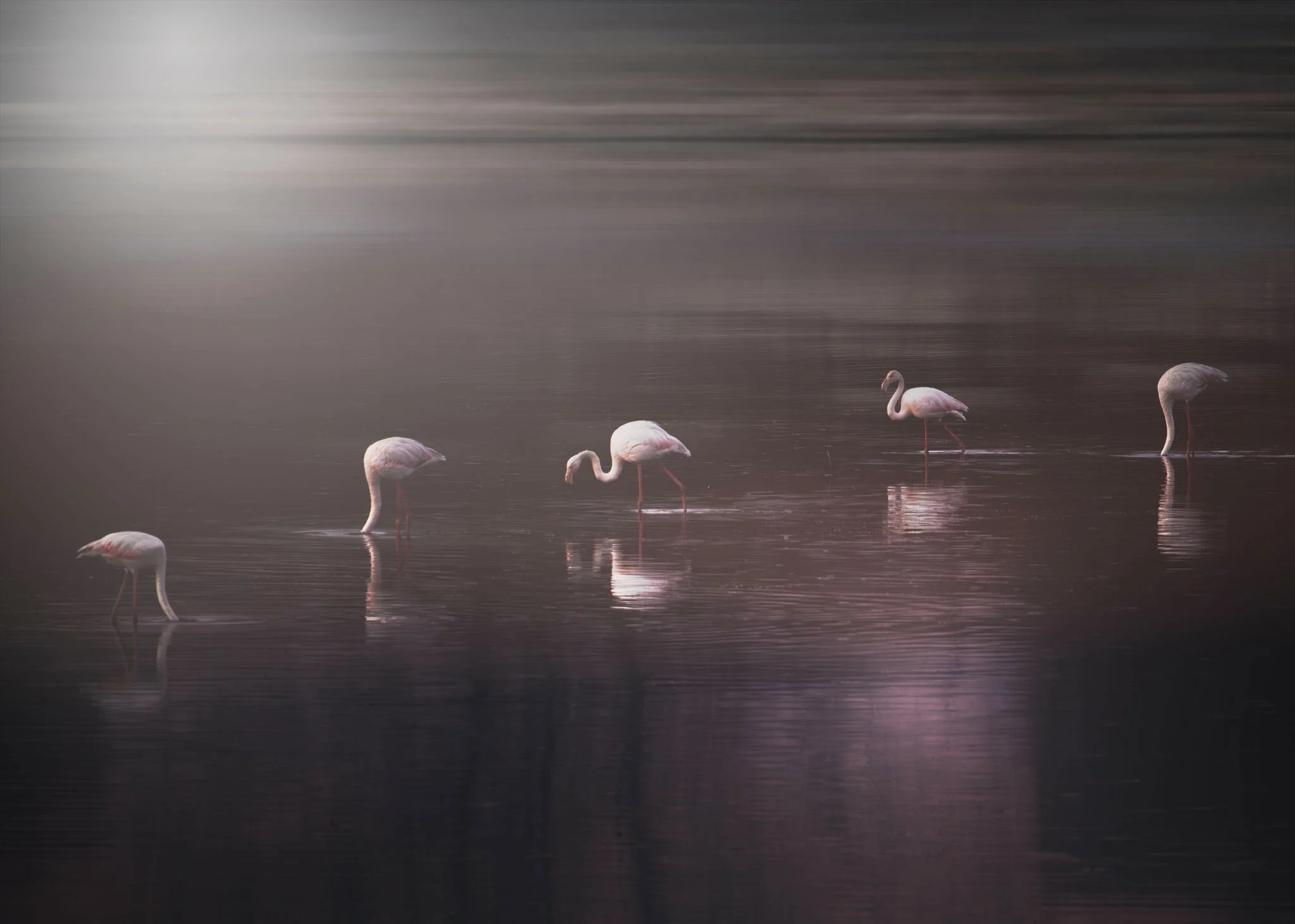 IMG_8634-1-Flamingos-96dpi-in-dark-moody-environment-kerkini-Susanne-Uetz.jpg