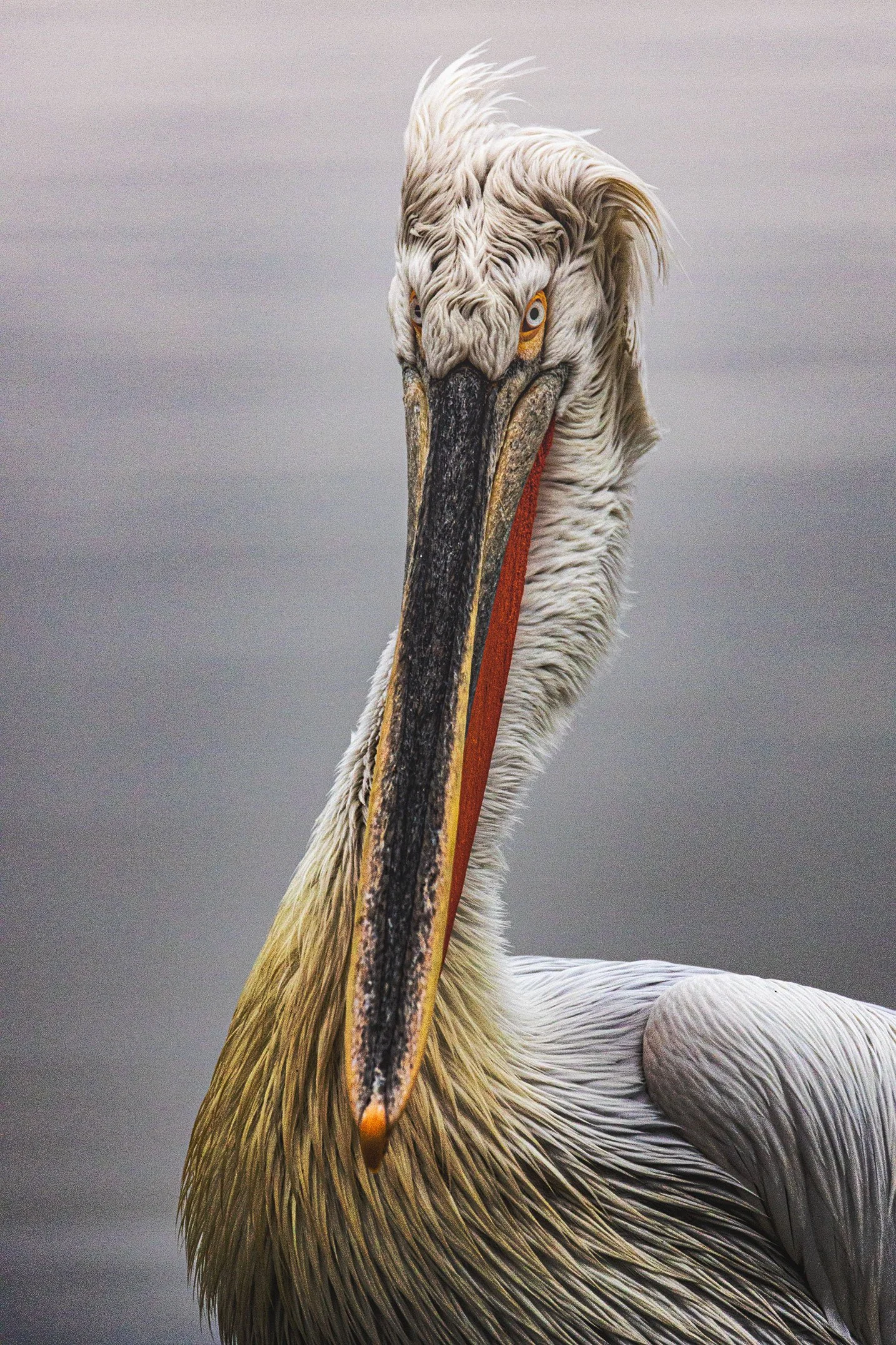 435A2772-1-Pelican-portrait-moody-Susanne-Uetz.jpg