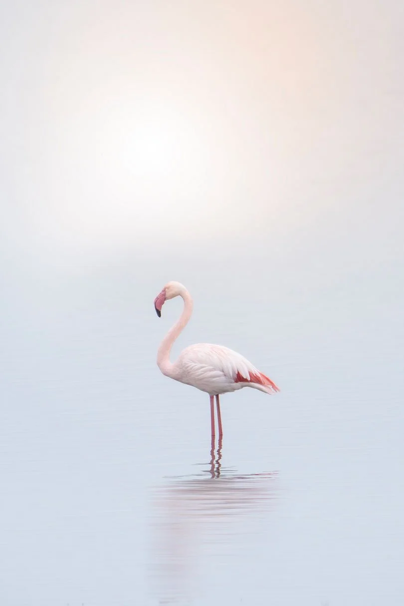 IMG_8914-1-lonely-Flamingo-Kerkini-2021-Susanne-Uetz.jpg