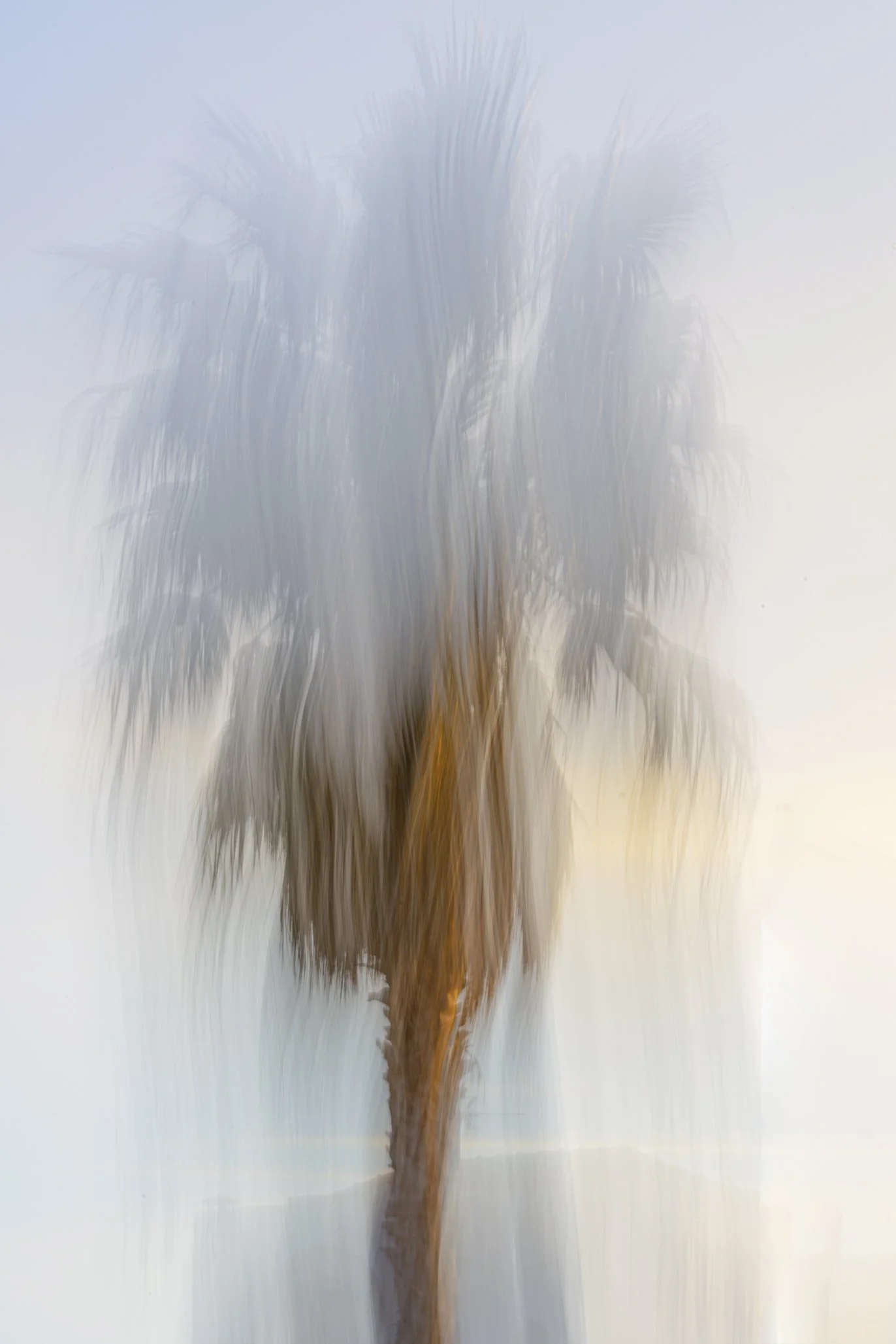 435A2160-1 Palme 96dpi the holiday.jpg