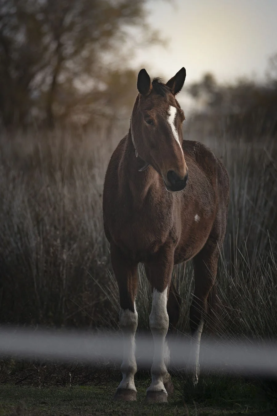 horse 2 full body 435A0522-1.jpg