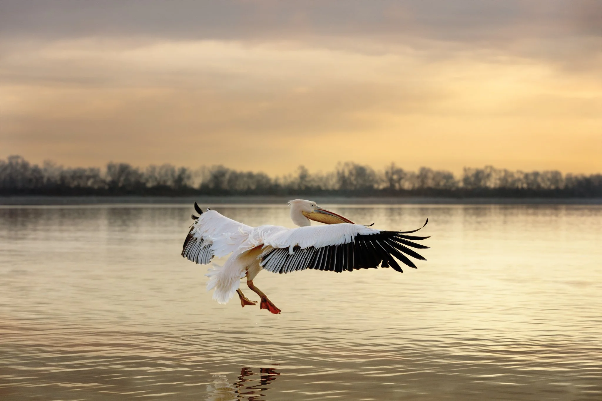 435A0790-1 Pelican open wings.jpg