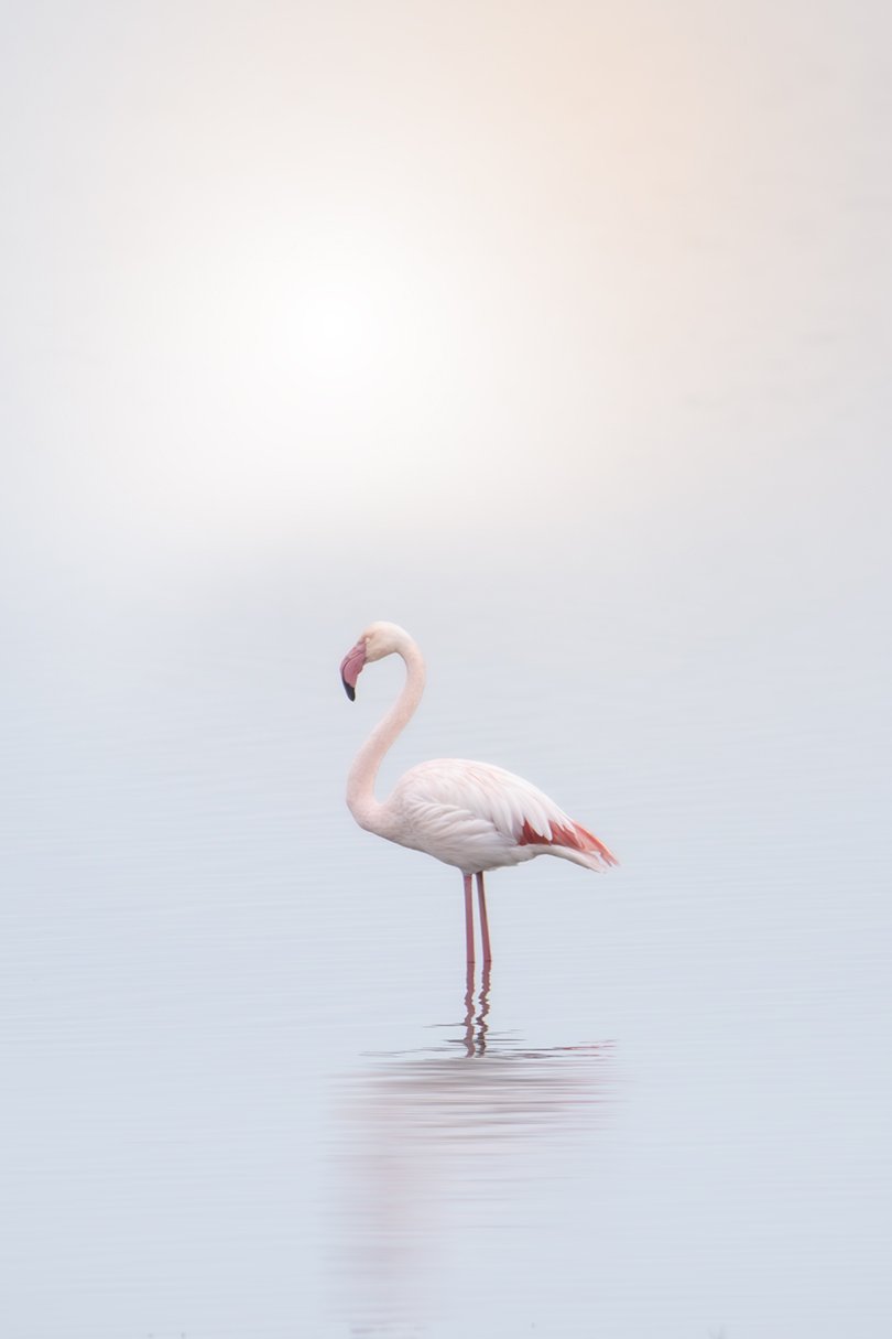 IMG_8914-1 Flamingo alone Kerkini 2021 96dpi motion blur.jpg