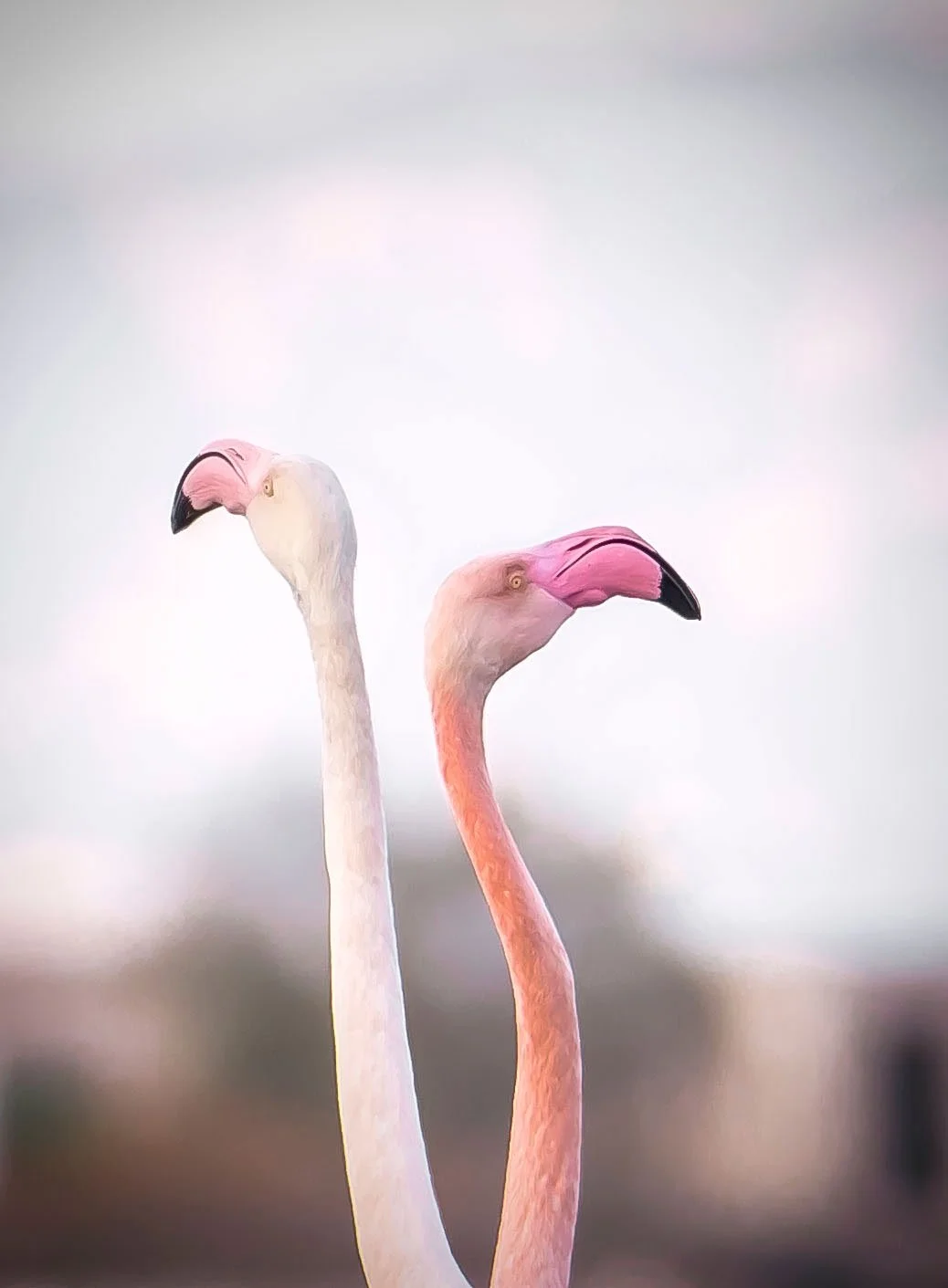 Flamingos-heads-Susanne-Uetz-435A0016-1.jpg