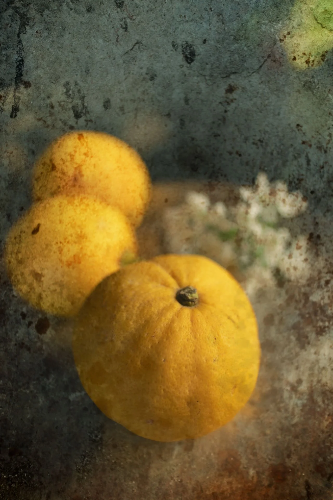 Lemons-still-life-IMG_4540-1_Susanne-Uetz.jpg