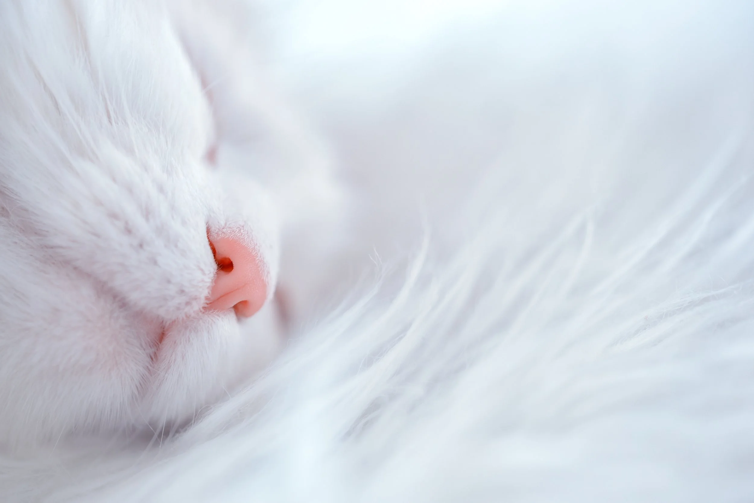 kissa nukkuu