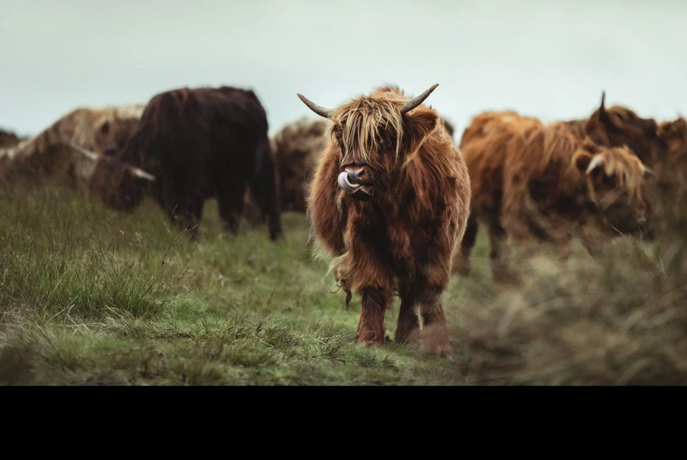 highland-cattle-herd.jpg