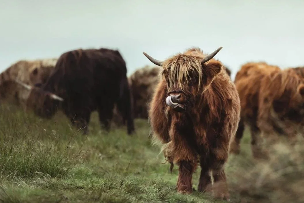 highland-cattle-herd.jpg