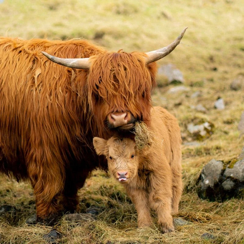 Mini Highland Bull Calf 🐮