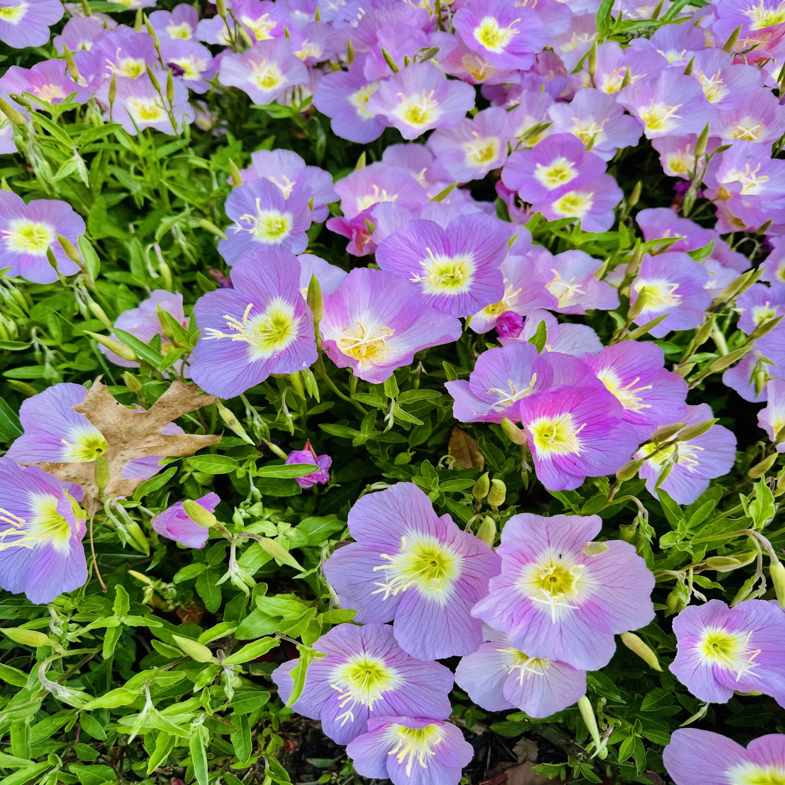 Servants in Training